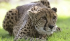 Der Gepard ist nicht nur der schnellste Kurzstreckenläufer der Welt, er hat auch ein fast schon aristokratisch hübsches Gesicht. Das wollen wir natürlich behalten. Foto: dpa