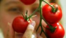 Tomaten (Foto)