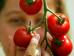 Tomaten (Foto)