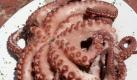 Einen außergewöhnlichen Fang hat ein Restaurant in Florida, USA, gemacht: einen Oktopus mit neun Armen. Der Chefkoch, Emmanuel Psomas, sagte, es sei der erste neunarmige Oktopus, den er in seiner 40-jährigen Karriere gesehen hat. Foto: ap