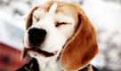 Der 13 Jahre alte Beagle Felix verzog in Mainz nach einem Schneeball vom Frauchen seine Schnauze. Mit viel Schnee startete das Jahr 2009. Die Straßenmeistereien hatten in Rheinland-Pfalz und im Saarland meist viel zu tun. Foto: dpa