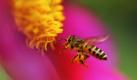 Eine Honigbiene fliegt im Garten des Präsidentenpalastes in der indischen Hauptstadt Neu Dehli zu einer Blume. Foto: ap