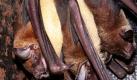 Per Echolot finden Fledermäuse wie diese Hasenmaulfledermaus nicht nur ihre Beute. Wie Wissenschaftler herausfanden, grüßen die Nachtaktivler damit auch unbekannte Artgenossen. Foto: dpa