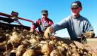 Polnische Erntehelfer sortieren bei der Kartoffelrodung bei Kroppenstedt im Bördekreis auf einer Erntemaschine beschädigte Kartoffeln und Steine aus. Das Agrarunternehmen Weiners baut dort auf einer Fläche von 240 Hektar Kartoffeln an. Foto: dpa