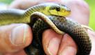 Eine junge Äskulapnatter windet sich in der Hand eines Reptilienexperten. Im Umkreis der Ortschaft Schlangenbad liegt das größte von nur vier in Deutschland bekannten Verbreitungsgebieten des bis zu zwei Meter langen, ungiftigen Tieres. Die Äskulapnatter gilt als seltenste Schlangenart Deutschlands. Mit Hilfe von genauen Felduntersuchungen wollen Wissenschaftler jetzt mehr über die Lebensweise der versteckt lebenden Lauerjäger erfahren. Foto: dpa