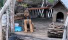 Unbeeidruckt von den Wassermassen sitzt dieser Hund vor einem Haus. Tausende mussten in Albanien vor den Überschwemmungen in Sicherheit gebracht werden. Foto: ap