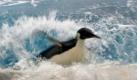 Vom kleinen Pinguin fehlt jede Spur. Foto: dpa