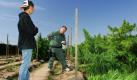 Der Sheriff von Fresno County (Kalifornien), Lt. Richard Ko, spricht mit dem Züchter einer Marihuana-Plantage, kurz bevor die Pflanzen der Farm vernichtet werden. Bislang fand man illegalen Plantagen  auf eher unzugänglichem Gebiet in den umliegenden Wäldern. Mittlerweile entstehen aber immer mehr Marihuana-Felder in Hinterhöfen oder auf Feldern, gut getarnt durch andere Pflanzen. Foto: dapd