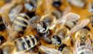Bienen krabbeln am Montag (07.06.10) in Bochum bei Imker Juergen Hellwig ueber Waben. Der Rentner ist passionierter Imker. Zu der Beschaeftigung kam er in seiner Berufszeit - als der gelernte KFZ-Mechaniker als Hausmeister in einem Altenheim arbeitete, richtete sein Chef einen kleinen Zoo ein und schaffte auch zwei Bienenstoecke an. 'Und Sie werden die betreuen, hat er mir gesagt', erinnert sich Hellwig schmunzelnd. (zu ddp-Text) Foto: Volker Hartmann/ddp *** Local Caption *** Foto: ddp