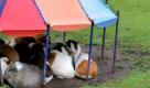 Meerschweinchen suchen im Zoo Hannover dicht gedrängt unter einem kleinen Zeltdach Schutz vor einem Regenschauer.Eine Gewitterfront mit Starkregen und Sturmböen über dem Süden Deutschlands hat in der Nacht offenbar keine sehr schweren Schäden angerichtet. Vor allem in Bayern, Baden-Württemberg und Hessen kam es zu überfluteten Straßen, umgestürzten Bäumen und kurzzeitigen Stromausfällen, wie die Polizei mitteilte. Foto: dpa