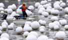 A worker pulls himself through a bed of 'Wishing Spheres' in which members of the public wrote their wishes on, and the spheres were later illuminated as part of the city-state's New Year celebrations, on Monday Jan. 4, 2010, in Singapore. (AP Photo/Wong Maye-E) Foto: ap