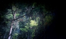 05 Amazonien (Foto)