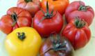 Tomaten: Die säuerlich fruchtigen Liebesäpfel sind kalorienarm, enthalten viele Vitamine (A, C, B1,2,3), Kalium, Spurenelemente und viele sekundäre Pflanzenstoffe. Ihr Lycopin, ein Antioxidanz, ist ein echter Radikalfänger und mindert das Krebsrisiko. Weil sie für gute Laune und erholsamen Schlaf sorgen, verfliegt die Müdigkeit von ganz alleine. Foto: ddp