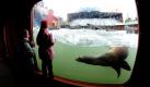 Besucher betrachten bei der Eröffnung der neuen Kanada-Landschaft Yukon Bay im Zoo Hannover eine Kegelrobbe. Eisbären, Bisons und Karibus werden unter anderem auf dem 22.000 Quadratmeter großen Areal einquartiert. Bei der Gestaltung der Landschaft und Häuser hat sich der Zoo an die Vorbilder aus dem Yukon Territory in Kanada gehalten. Foto: dpa
