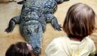 So nahe würden die Kleinen den Nilkrokodilen in Natura ganz bestimmt nicht kommen: Vor dem  Terrarium im Zoo in Köln können die Kinder sie aber ganz entspannt beobachten. Der Zoo in Köln feiert in diesem Sommer sein 150-jähriges Bestehen: Am 22. Juli 1860 durften Tierfreunde erstmals die Artenvielfalt in der Einrichtung bestaunen. Damit ist der Kölner Zoo der drittälteste Tierpark in Deutschland. Foto: ddp