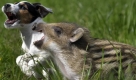 Frischling «Schnitzel» wächst mit Hunden auf: Er hatte den Anschluss an seine Herde verloren, als Landwirt Heiko Cordt im westfälischen Wiblingswerde eine Rotte Wildschweine aus dem Garten vertrieb. Der Wildschweinbestand in Deutschland ist in den letzten zwei Jahrzehnten sprunghaft angestiegen. In Berlin leben 4000 Tiere im Stadtgebiet, die Wildschweine wurden schon auf Alex und Ku´Damm gesichtet. Sie zeigen sich sogar am hellichten Tag in den Parks der Stadt.  Foto: ddp