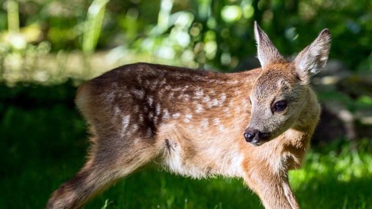 Eine Gruppe von Tierschützern hat rund ein Dutzend kleiner Rehe vor dem grausamen Tod durch Mähdrescher bewahrt.