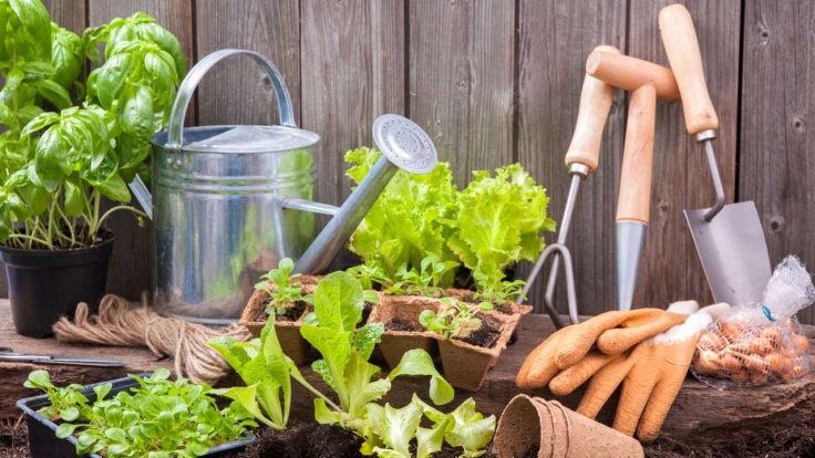 "Duell der Gartenprofis" im TV verpasst? Wiederholung online und im TV