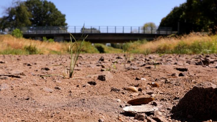 Wegen der Trockenheit und des heißen Wetters ist die Schwarze Elster im Süden Brandenburgs stellenweise trocken.