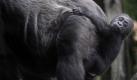 Wie süß! Das kleine Gorillamädchen Komomo lässt sich von ihrer Mama im Zoo in Tokio herumtragen. Foto: ap