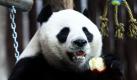 Der chinesische Panda Chuang Chuang wird an seinem zehnten Geburtstag mit einen Korb voll Obst in seinem Gehege im Chiang Mai Zoo in Nordthailand verwöhnt. Chuang Chuang und sein Artgenosse Lin Hui befinden sich seit 2003 für ein Forschungsprogramm als Leihgabe von China in dem Zoo. Die Vereinbarung zwischen den beiden Ländern sieht vor, dass die Pandas nach zehn Jahren zurück in ihr Heimatland kommen, jedes geborene Junge wird im Alter von zwei Jahren in das Reich der Mitte verfrachtet.  Foto: dpa