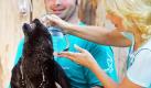 Nur ungern lässt der kleine Seebär Hatari im Rostocker Zoo die Taufe durch Gesine Strohmeyer, Geschäftsführerin von Eurawasser, über sich ergehen. Tierpfleger Lars Purbst und ein weiterer Kollege müssen den am 30 Mai geborenen Seebären festhalten. Foto: dpa