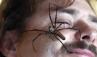 Solange sie kein Netz baut: Eine goldene Seidenspinne krabbelt über das Gesicht eines Forschers im australischen Sidney. Foto: ap