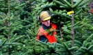 Auch in diesem Jahr werden bundesweit rund 30 Millionen Tannen und Fichten zu Weihnachten die Wohnungen schmücken. 2000 Betriebe produzieren die Bäume. Der Preis wird in diesem Jahr leicht ansteigen, ein Grund dafür ist der Frost im Juni, der zahlreiche Bäume vernichtete. Foto: dpa
