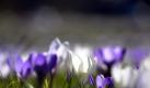 Krokusse (Crocus ancyrensis) bluehen am Montag (21.03.11) in Gelsenkirchen auf einer Wiese. Mit dem kalendarischen Fruehlingsanfang wird den frostigen Tagen nach Einschaetzung von Meteorologen nun ein Ende bereitet. 'Ein Hochdruckgebiet, Sonne und Trockenheit bestimmen die naechsten Tage', sagte die Meteorologin des Deutschen Wetterdienstes (DWD), Dorothea Petzold. Bis zur Wochenmitte koenne im Westen die 20-Grad-Marke geknackt werden. (zu dapd-Text)
Foto: Sascha Schuermann/dapd Foto: ddp