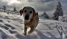 Ein Hund läuft auf dem Kahlen Asten bei Winterberg im Schnee. Am kommenden Samstag rechnen die Meteorologen mit starken Schneefällen in Nordrhein-Westfalen. Foto: dpa