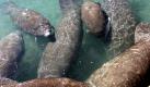 Manatees gather in the warm water discharged from the Florida Power & Light Riviera Beach power plant into the Intracoastal Waterway to keep warm Tuesday, Jan. 5, 2010 in Riviera Beach, Fla. (AP Photo/The Palm Beach Post, Gary Coronado) ** OUT TV, OUT MAGAZINES, OUT TABLOIDS ** Foto: ap