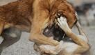 Hundekämpfe sind in Afghanistan sehr beliebt. Jeden Freitag treffen sich die Einwohner der Stadt Kandahar und lassen die bellenden Vierbeiner aufeinander los. Unter den Taliban waren die beliebten Hundekämpfe verboten. Foto: dapd