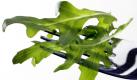 Die Umweltorganisation Greenpeace hat bei einer Untersuchung von 36 Proben von Kopfsalat und Rucola aus Supermärkten und Discountern in 29 Fällen Rückstände von Pflanzenschutzmitteln gefunden.  Foto: dpa