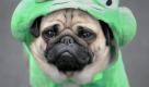 Was für ein Spaß ... Mops 'Ben', verkleidet als Froschkönig, am Rande des Jugendmaskenzugs in der Mainzer Innenstadt. Foto: Fredrik von Erichsen Foto: dpa