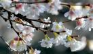 Frühlingsgefühle: Ein Zierkirschbaum blüht im botanischen Garten in Freiburg. Foto: Rolf Haid Foto: dpa