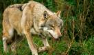 ARCHIV - Ein Wolf streift durch das Freigehege in einem brandenburgischen Wildpark in Groß Schönebeck (Archivfoto vom 30.09.2005). Als Viehräuber gebrandmarkt wurde der Grauwolf in Deutschland gnadenlos gejagt und war bis zum Ende des 19. Jahrhunderts ausgerottet. In Niedersachsen konnte im Mai 2007 erstmals seit 50 Jahren ein Exemplar des seltensten deutschen Säugetiers zweifelsfrei identifiziert werden. Das Tier lebt in der Südheide bei Unterlüß (Kreis Celle). Foto: Michael Hanschke dpa/lni (zu lni Serie - ABC der bedrohten Tierarten in Niedersachsen 'Wolf: Ein Raubtier kehrt nach Niedersachsen zurück' vom 22.08.2008) +++(c) dpa - Bildfunk+++ Foto: dpa