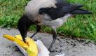 Wenigstens einer ist froh, dass Müll achtlos auf den Weg geworfen wird: Eine Krähe lässt sich in Berlin die Reste einer Banane schmecken. Foto: dpa