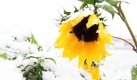 Auch die Sonnenblume ist vor dem Schnee nicht sicher. Jedenfalls im österreichischen Lofer in der Nähe von Salzburg.
 Foto: ap