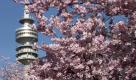 Unweit des Münchner Olympiaturms blühen schon die Kirschblüten. Kein Wunder, bei den sommerlichen Temperaturen. Lange halten diese aber nicht an: Schon am Montag, den 4. April, soll es wieder regnen. Foto: dapd