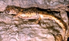 Höhlensalamander (Foto)