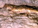 Höhlensalamander (Foto)
