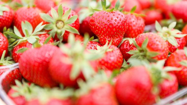In Erdbeeren aus Polen wurde jüngst der Erregervirus Hepatitis A entdeckt.