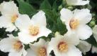 Der süße Duft der Jasmin-Blüten wirkt beruhigend. Forscher sind überzeugt, dass dieser sogar als Valiumersatz dienen könnte. (Bild: Nickig/gms/dpa) Foto: dpa