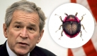 Agathidium bushi ist ein Schwammkugelkäfer, der bevorzugt in verrottendem Baumholz lebt und sich von Schleimpilzen auf den Baumrinden ernährt. Ihn gibt es ebenfalls in den Ausführungen Agathidium cheneyi und Agathidium rumsfeldi. Foto: wikipedia, dpa