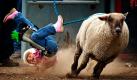 Paris Humfrey fällt nicht vom hohen Ross, sondern von ihrem Schaf beim Little Britches Rodeo in High River im kanadischen Altberta.  Foto: ap
