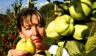Claudia Schernus pflückt auf einer Plantage Äpfel der Sorte Weißer Winterkalvill, die mittlerweile relativ selten geworden sind. Während sich in den Supermärkten vor allem die Sorten Golden Delicious, Gala oder Jonagold finden lassen, geraten Äpfel, die es schon im Mittelalter gegeben hat völlig in Vergessenheit. Das ist neben dem Weißen Winterkalvill zum Beispiel der Goldparmäne, der Rote Eiserapfel oder der Geflammte Kardinal. Obwohl die Sorten äußerst schmackhaft sind, sind sie vom Aussterben bedroht. Foto: dapd