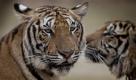 Zwei Tiger in einem Kloster in Thailand. Die buddhistischen Mönche pflegen die Tiere mit Hingabe. Foto: ap