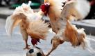 Von wegen immer nur faul auf der Stange herumsitzen: Der Besitzer dieser beiden Hähne in Shenyang in der Liaoning Provinz im Nordosten Chinas hat es offenbar geschafft, den Gockeln passend zur WM das Fußballspielen schmackhaft zu machen. Foto: ap