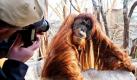 Ein Mann fotografiert den Orang-Utan Schubi im Gelsenkirchener Zoo. Die Affen sind erst vor Kurzem in ein neues Gehege umgezogen. Der Umbau der Erlebniswelt dauerte fast zehn Jahre.
 Foto: ap