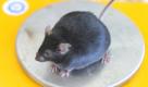 Eine dicke Maus mit einem Gewicht von 49,2 Gramm sitzt bei einer wissenschaftlichen Untersuchung zur Fettleibigkeit auf einer Waage. Foto: dpa